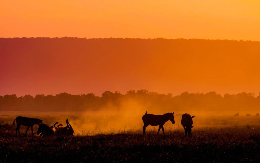 Zebras in Africa