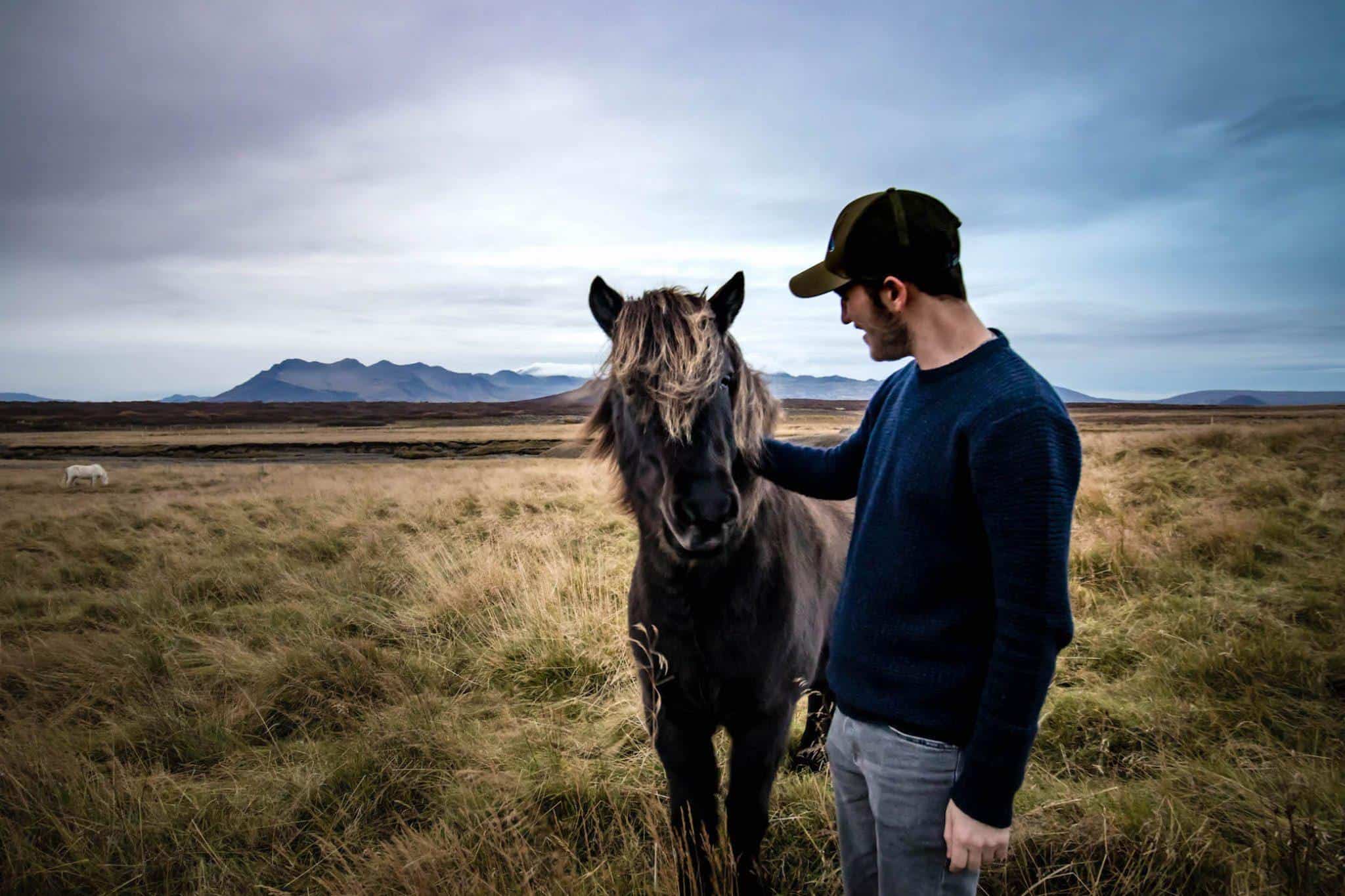 Horses in Iceland