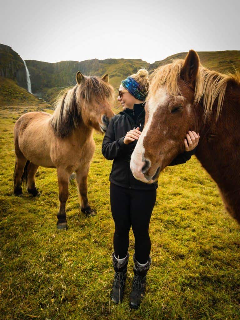 Icelandic Horses