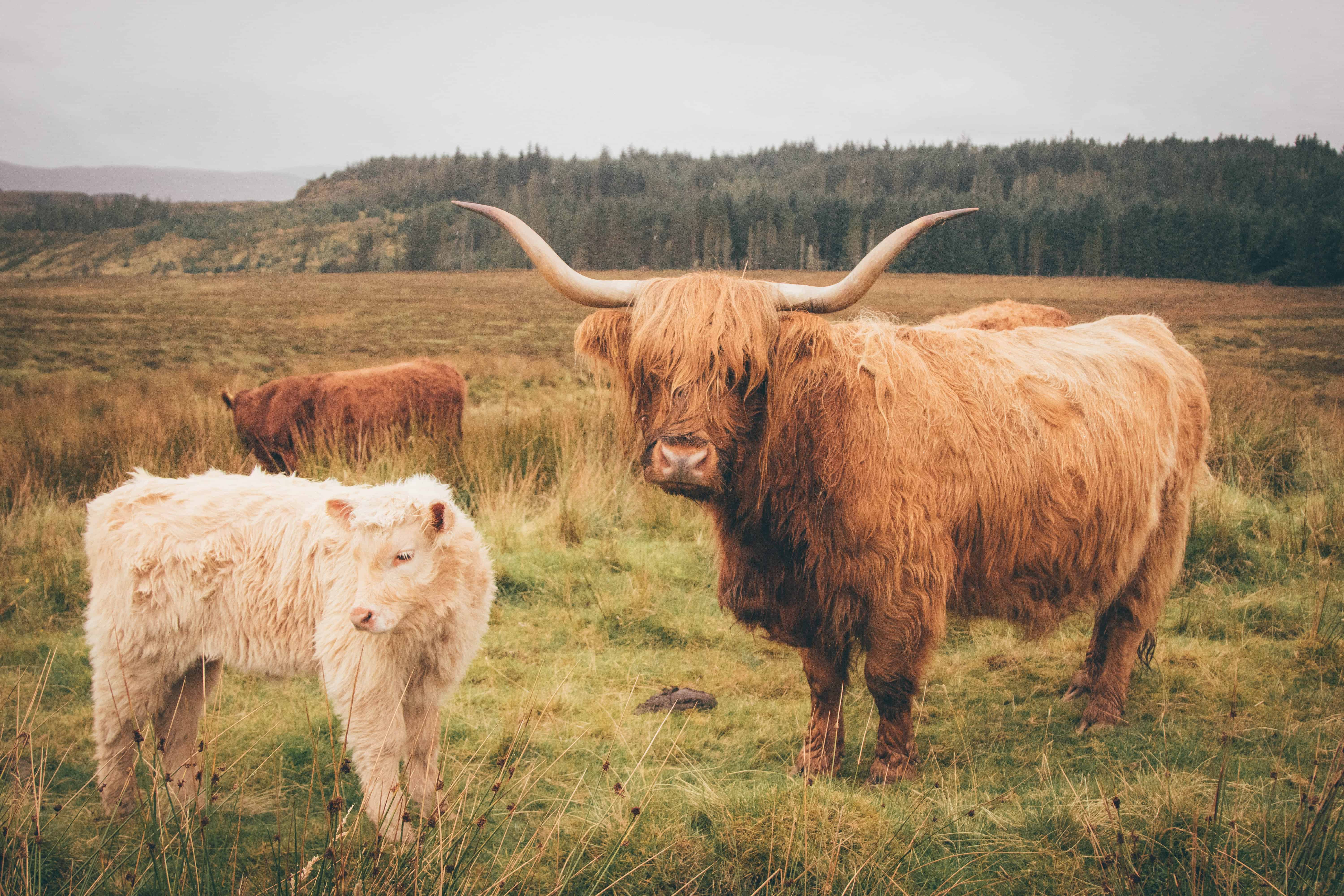 vacas da Escócia