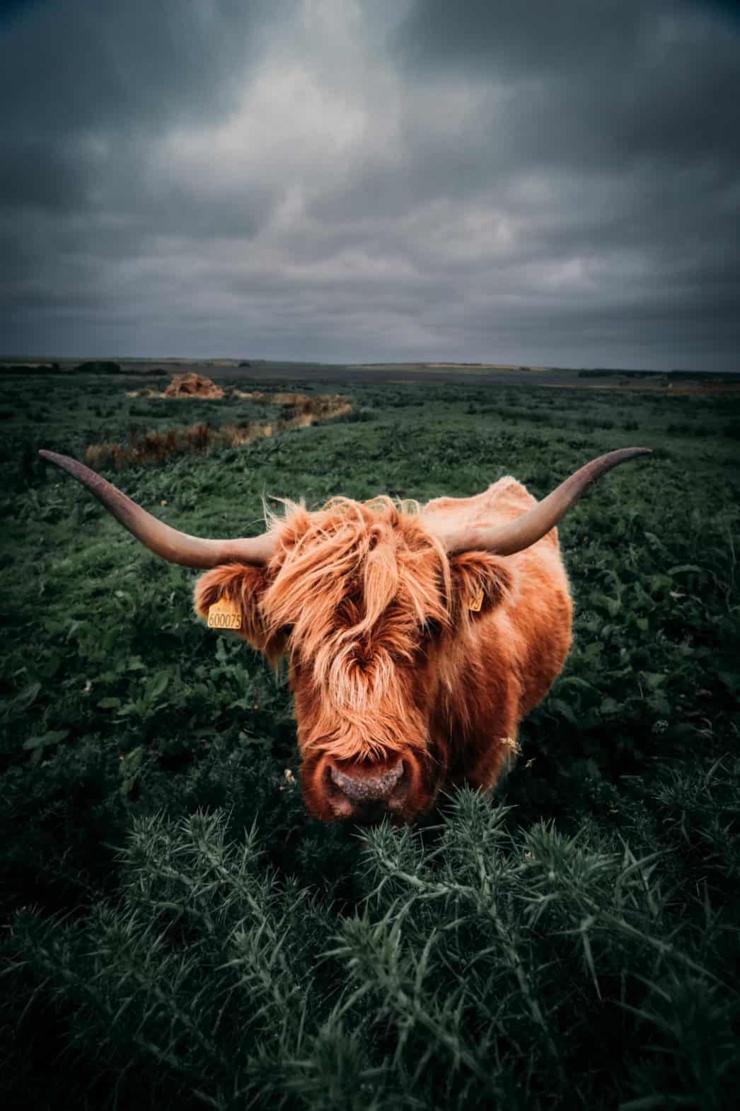 Travel to Scotland From US? 10 Tips to Know!