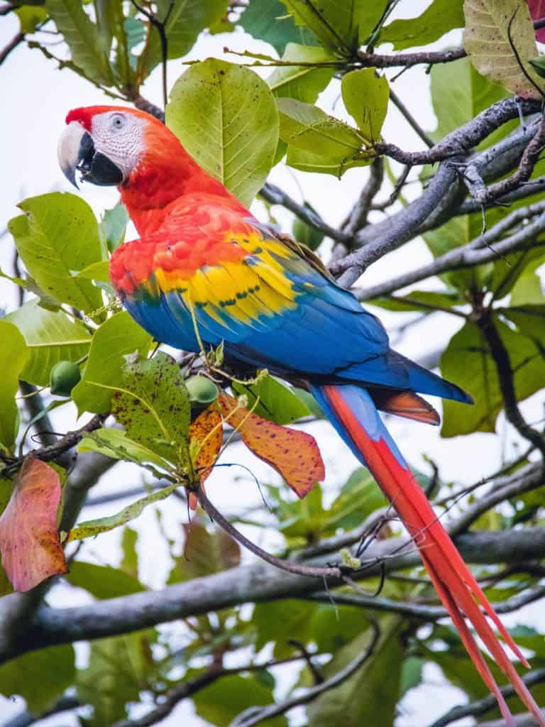 Travel In Costa Rica - Scarlett Macaw