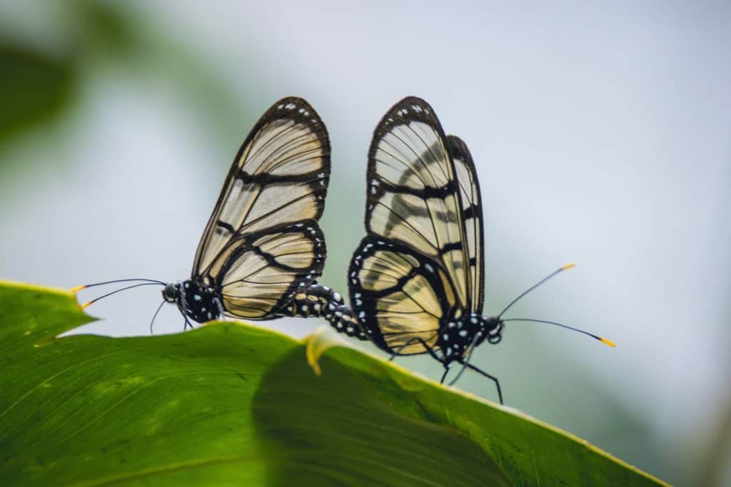 Mashpi Lodge - Life Center - Butterflies
