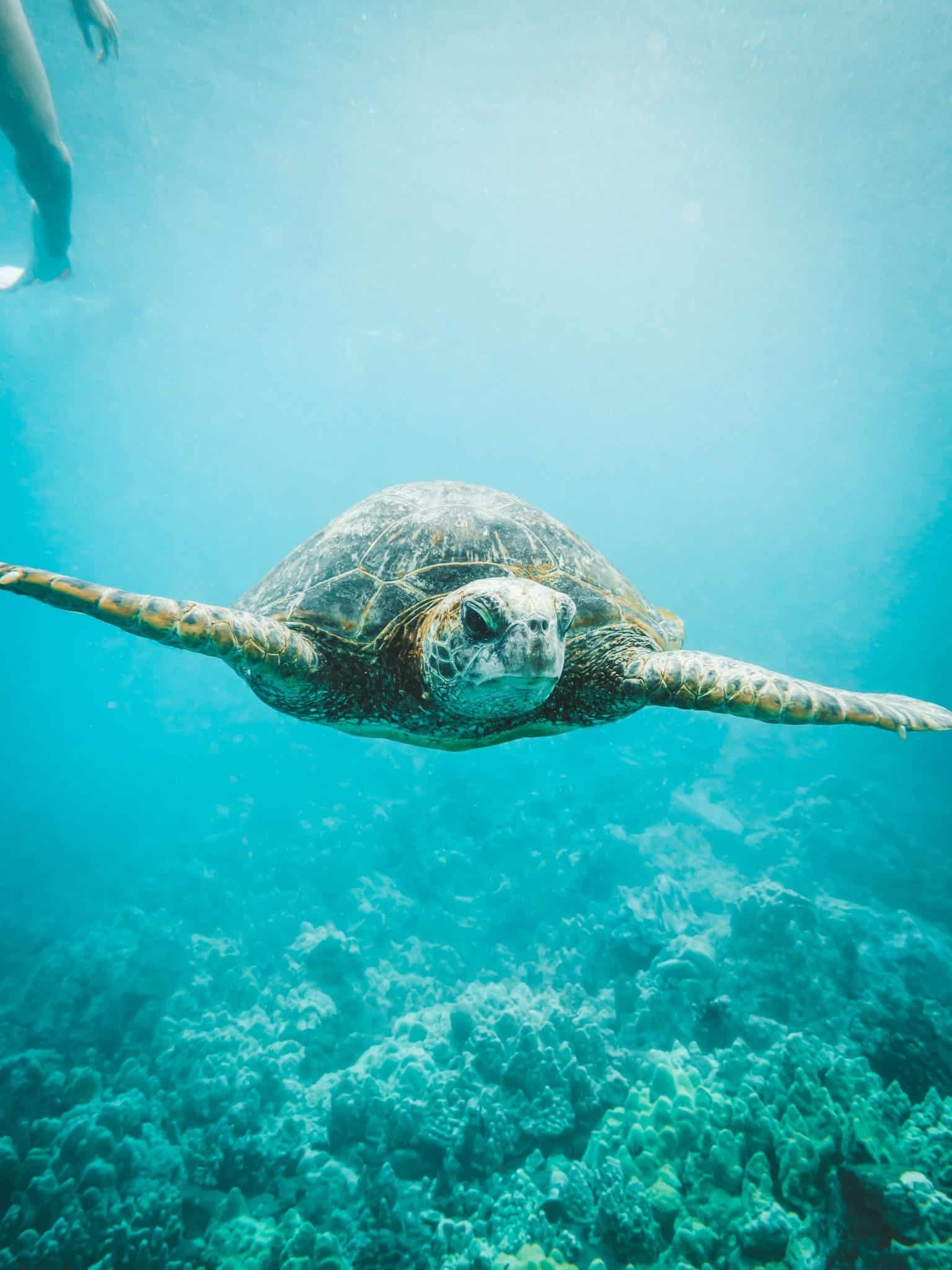 snorkel hawaii turtle