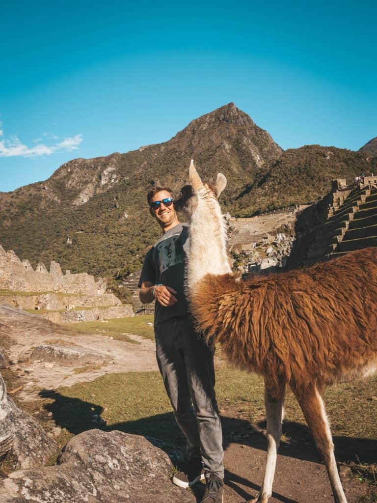 Things to do in Cusco - Llama