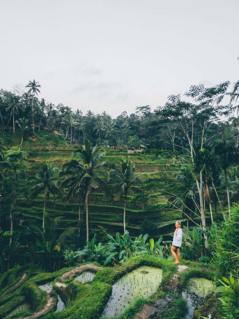 Bali Rice Fields