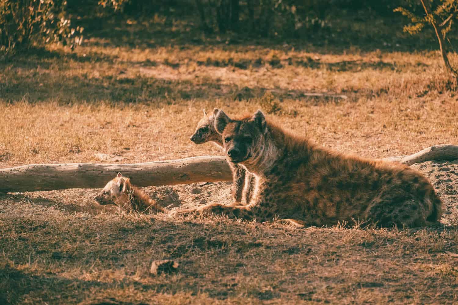 African Safari Animals