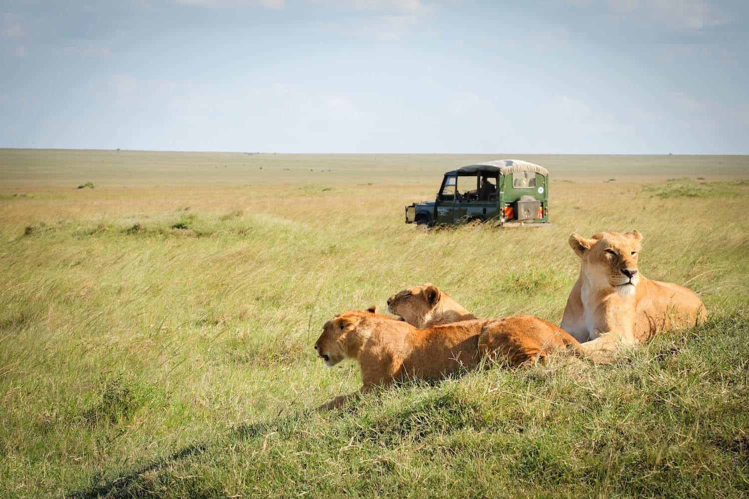 safari animal adventure