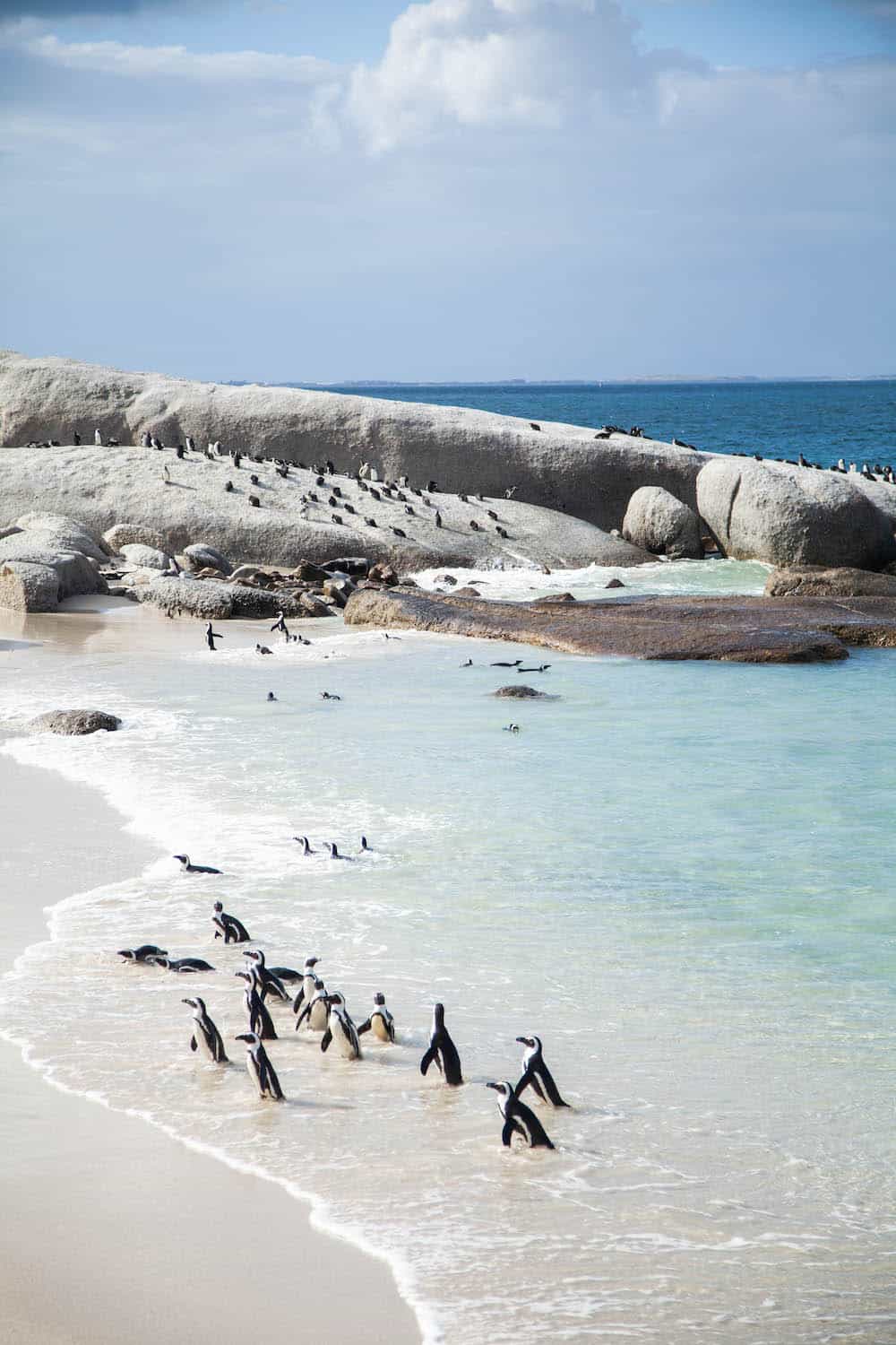 Things to do in Cape Town - Boulders Beach