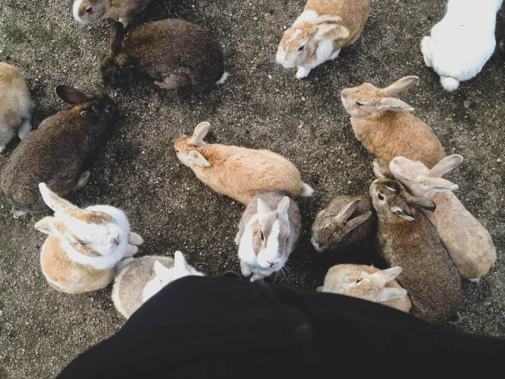 Bunny Island, Japan 11 Things To Know BEFORE Visiting