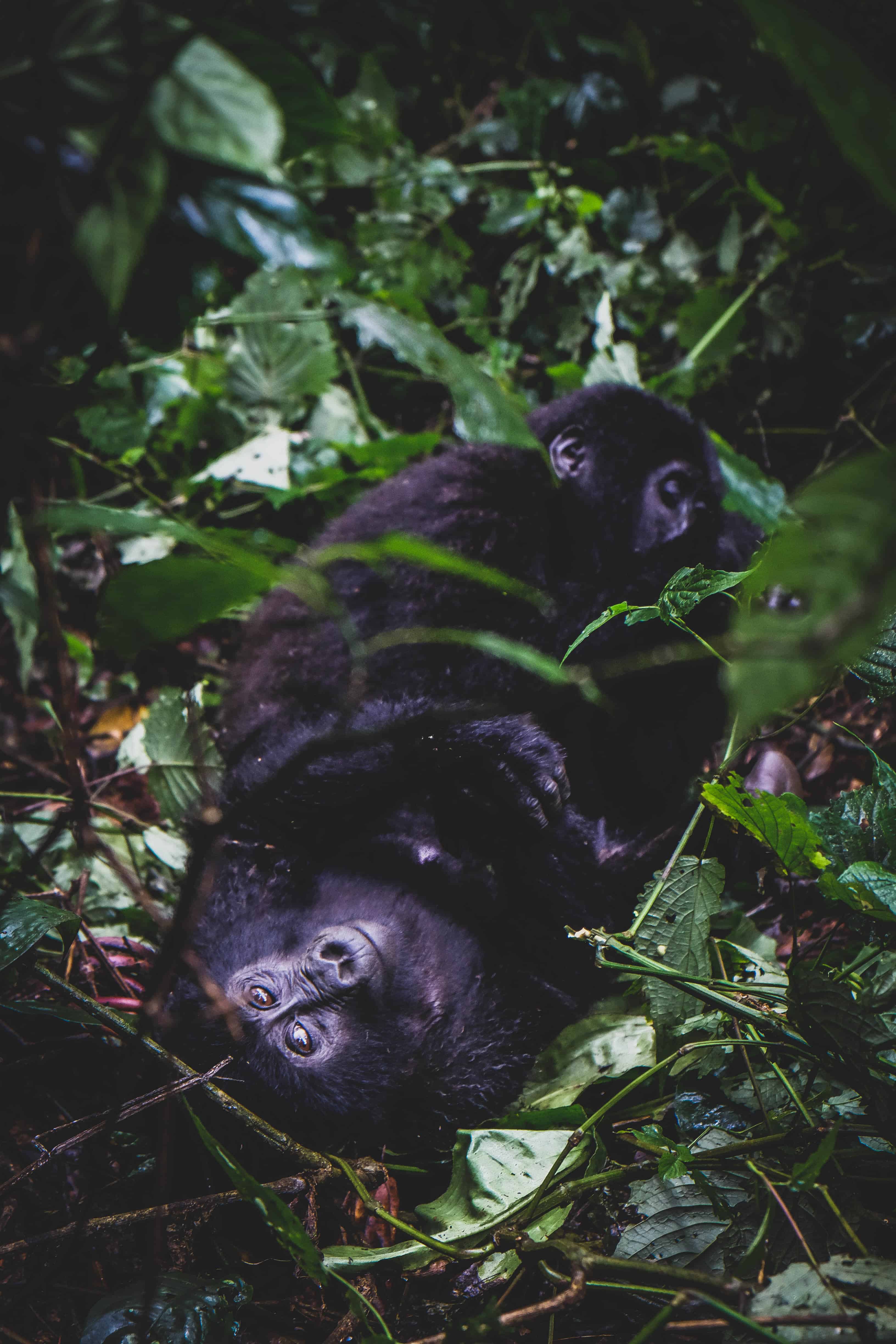 See the mountain gorillas