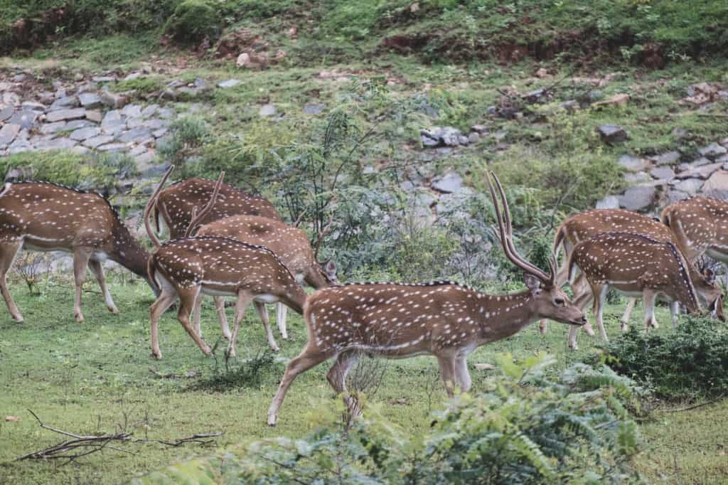 Sri Lanka Safaris