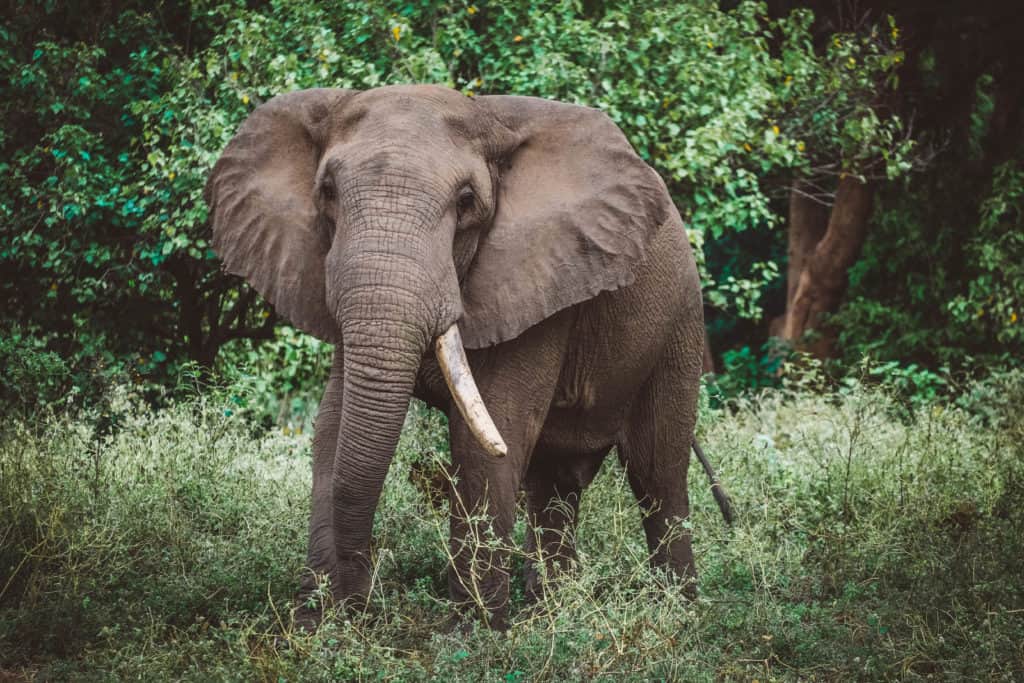 Elephant
