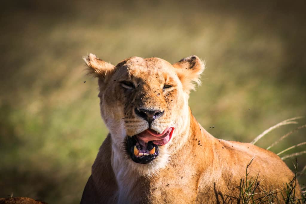 Lion in Africa