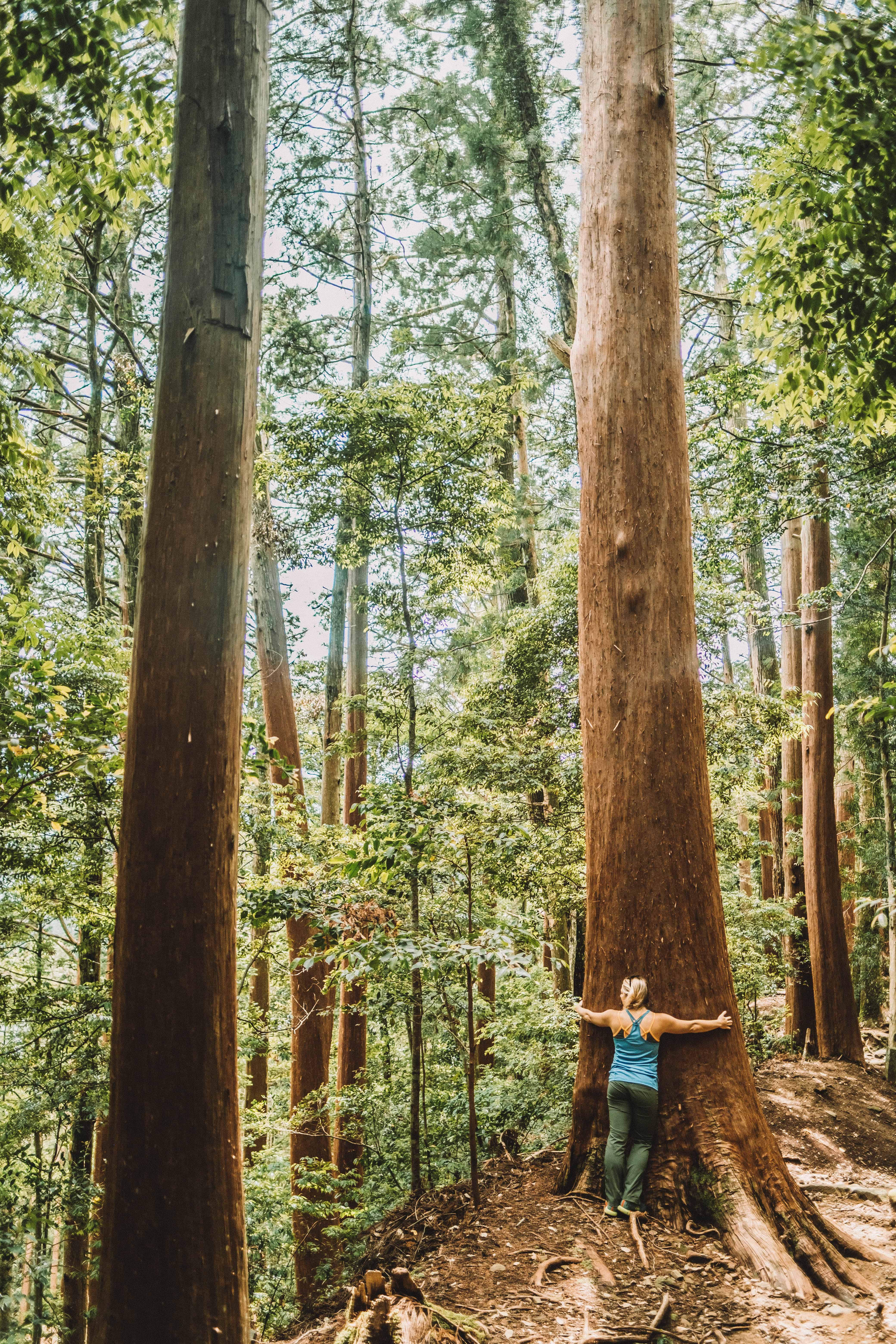 Kumano Kodo