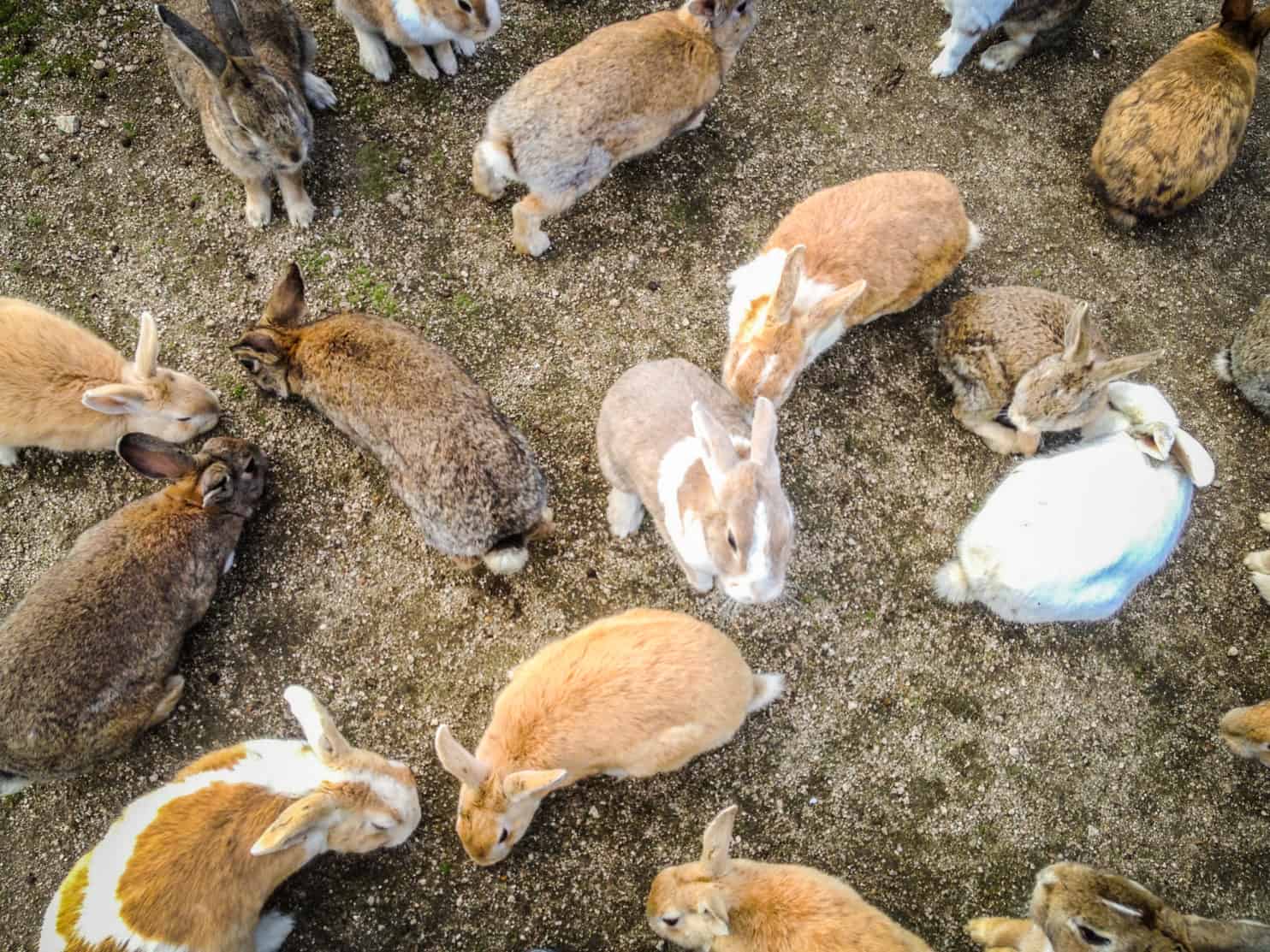 Bunny Island, Japan 11 Things To Know BEFORE Visiting