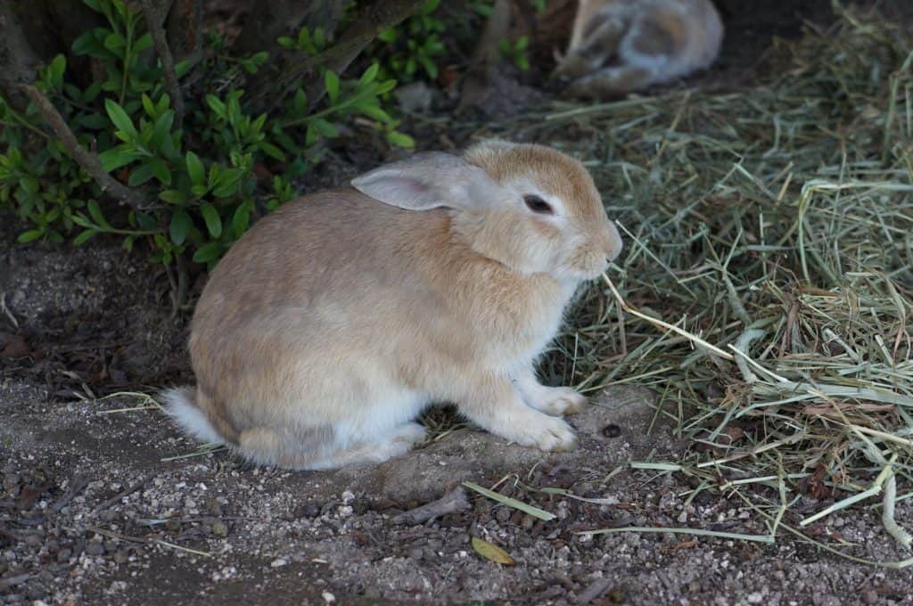 Bunny Island, Japan 11 Things To Know BEFORE Visiting