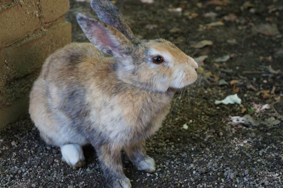 Bunny Island, Japan 11 Things To Know BEFORE Visiting