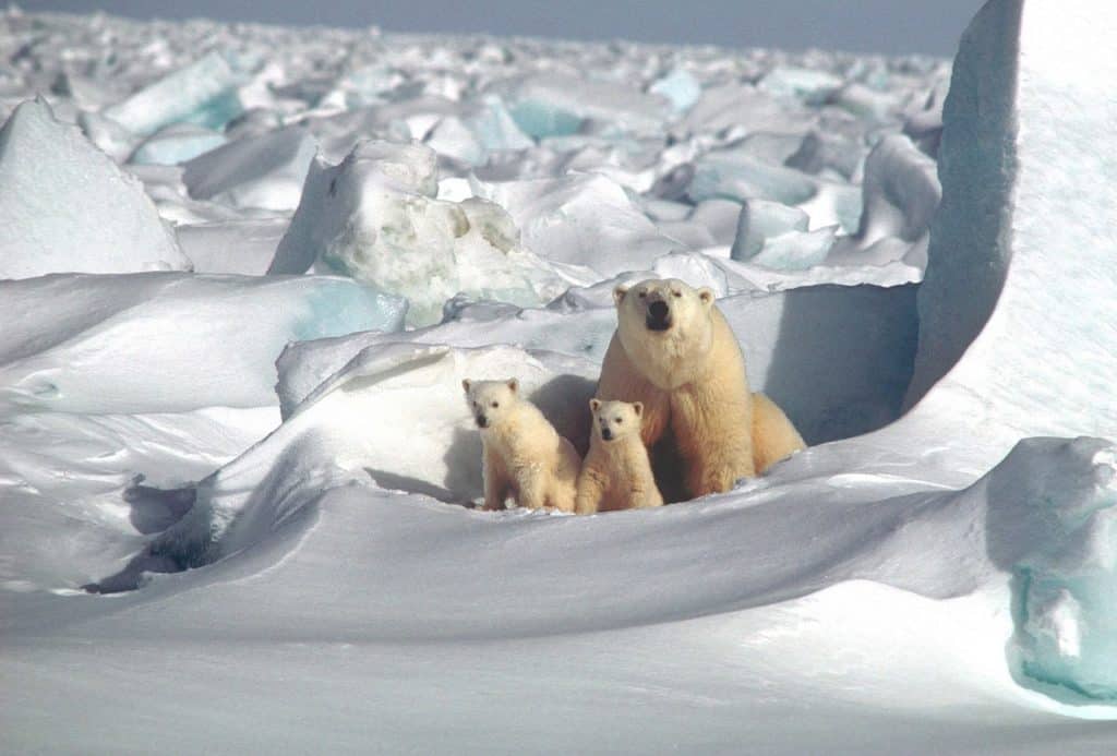 facts about norway polar bear