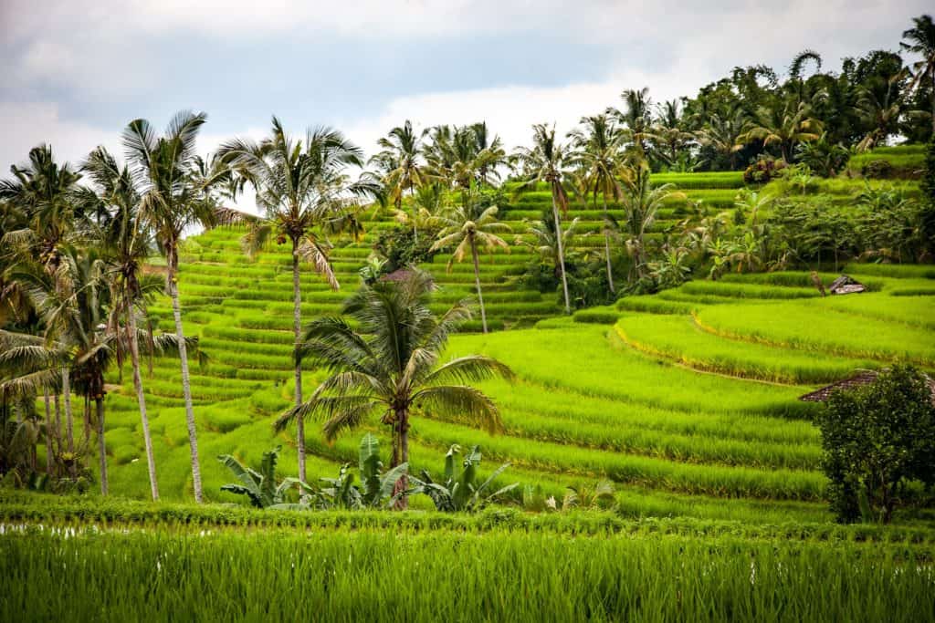 Things to do in Bali Jatiluwih