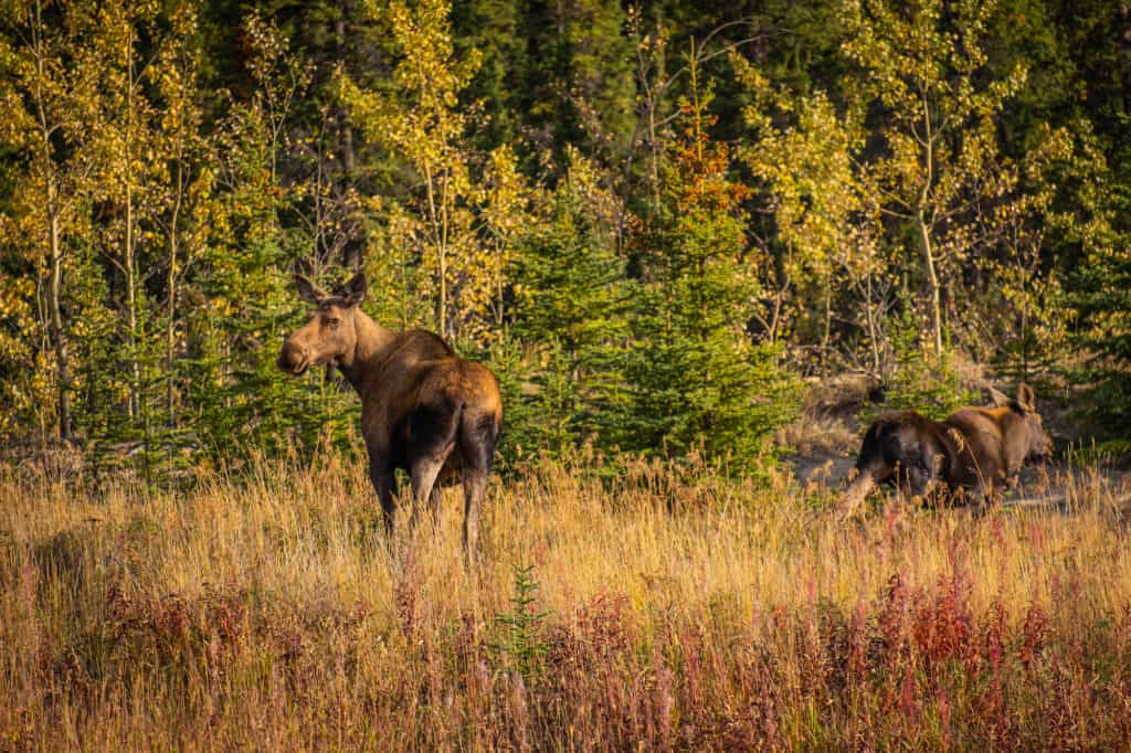 Yukon Road Trip
