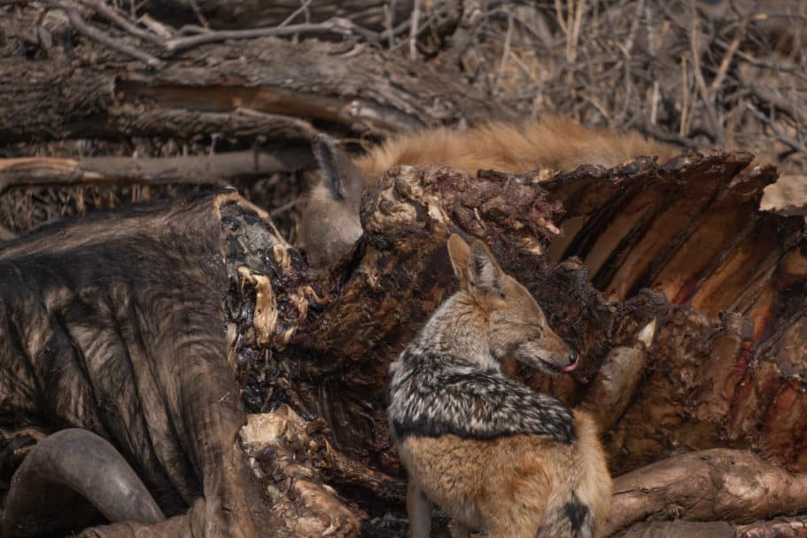 41 Awesome Safari Animals and Where to Find Them