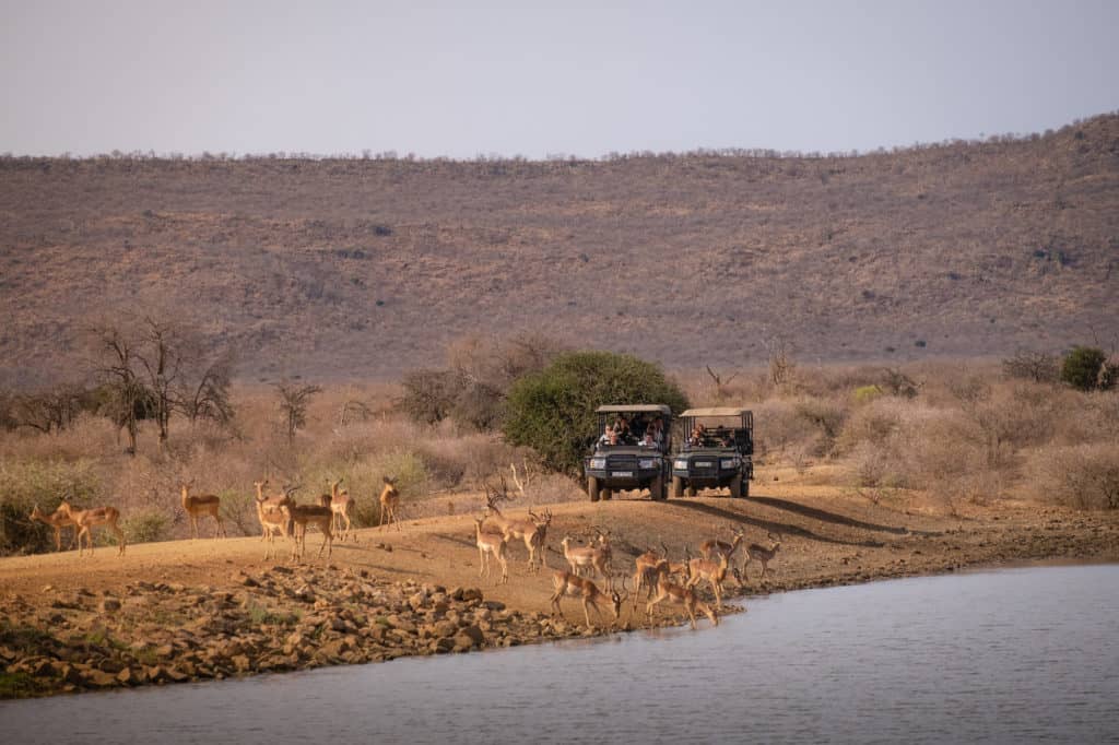 african safari animals