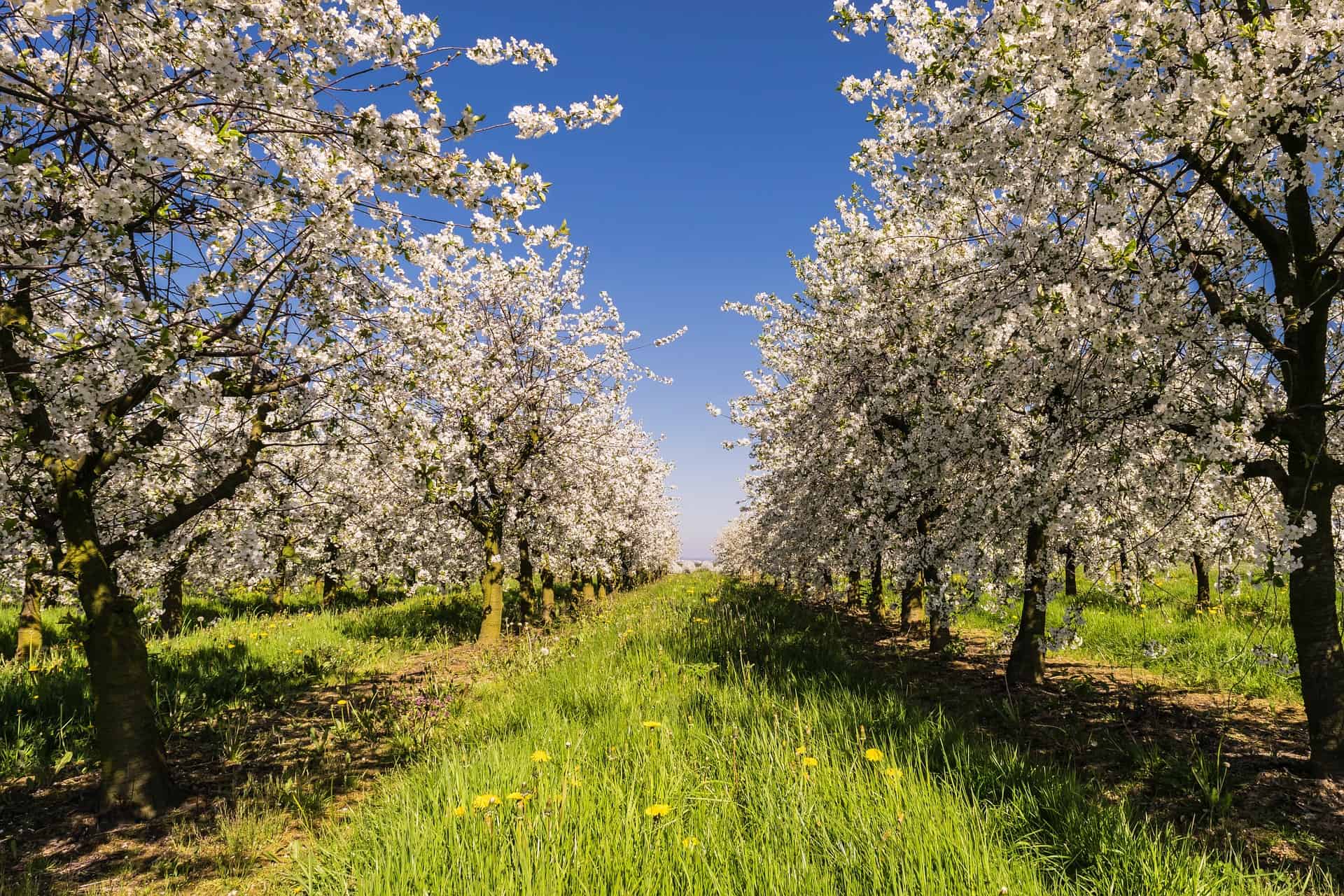 Spring Time Best Time Visit Canada