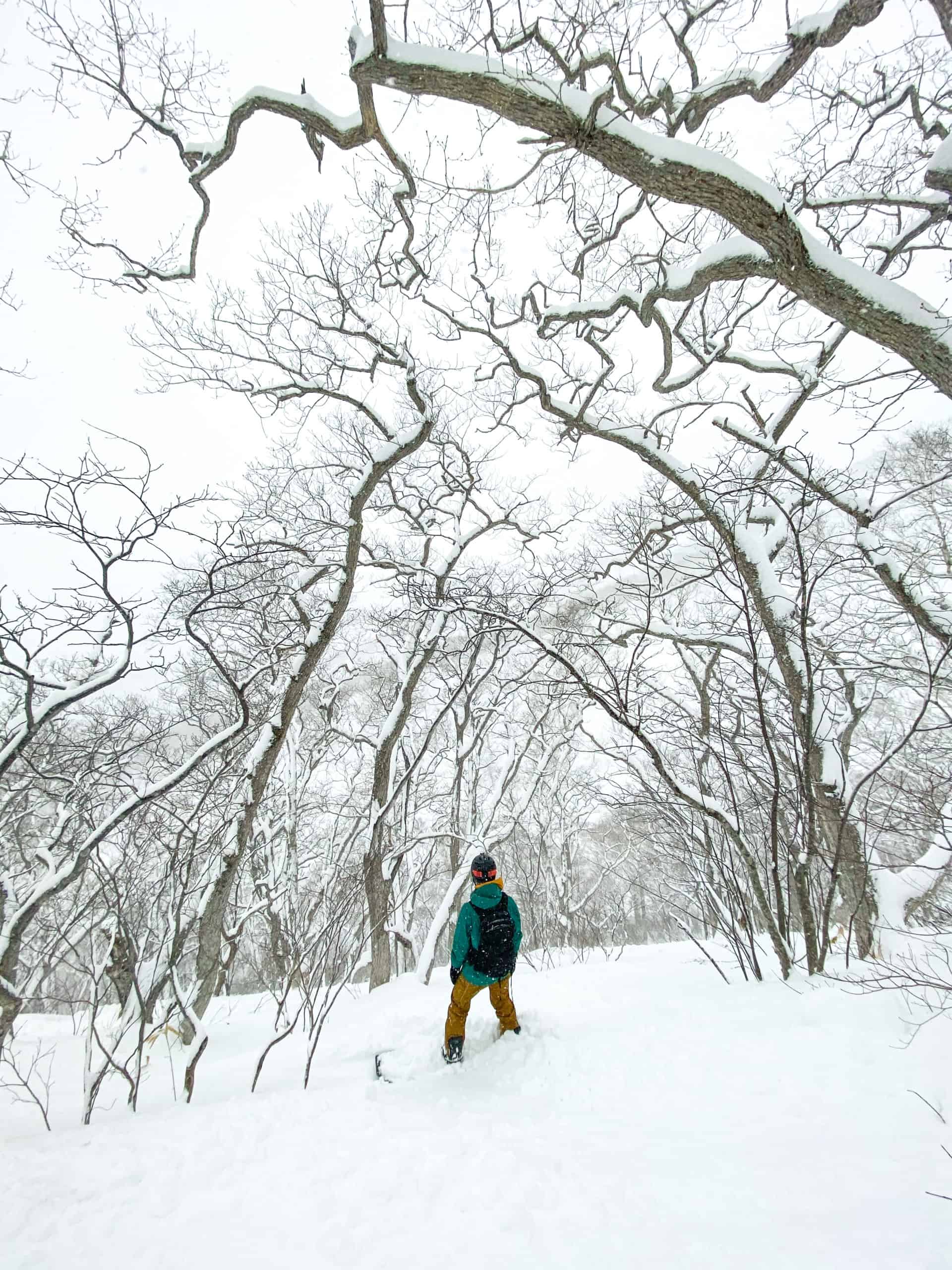 Cameron em pé nas árvores Niseko Annupuri