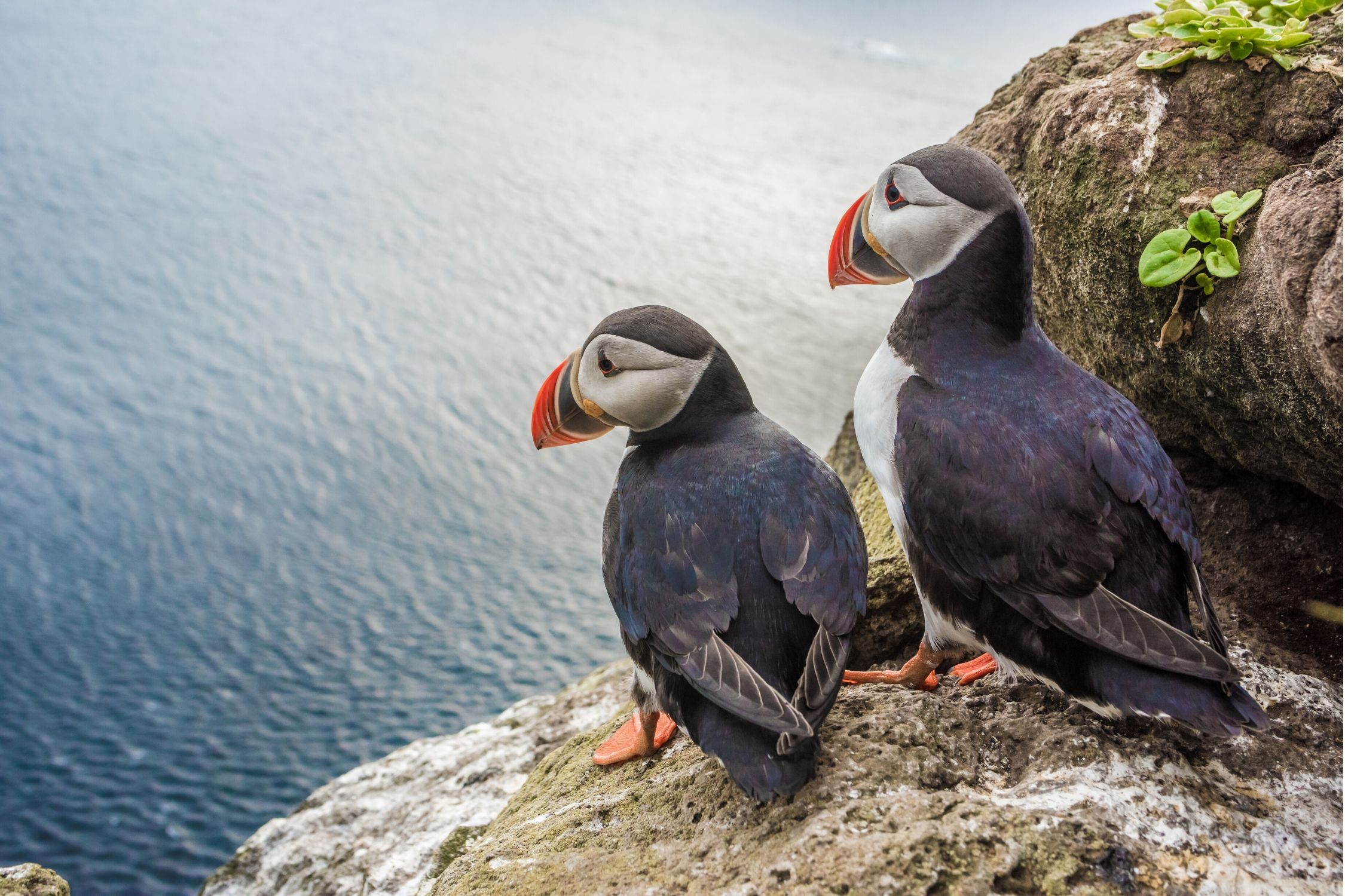 The best time to visit the Faroe Islands for puffins is during the summer months!