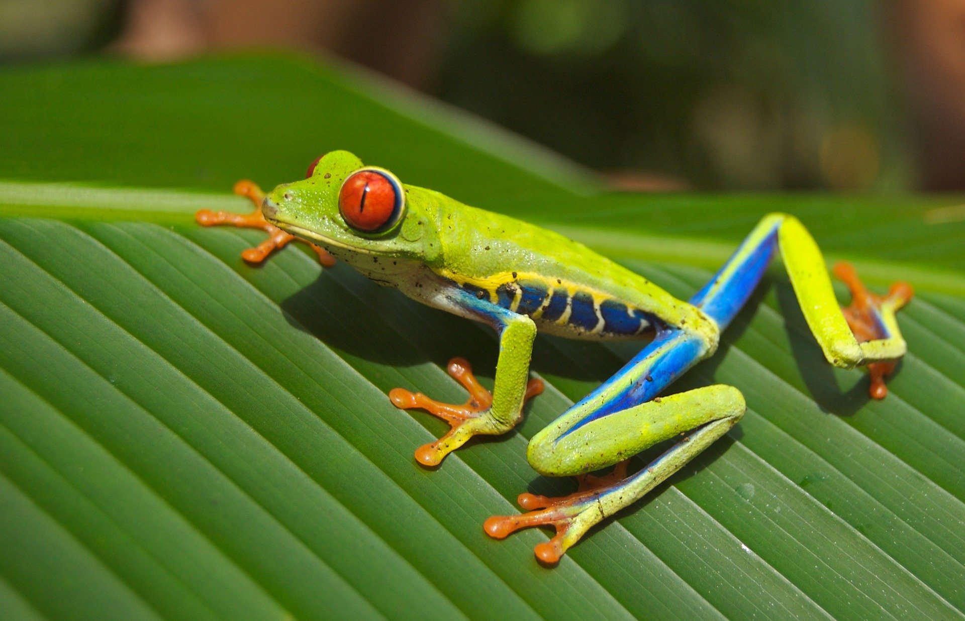 Costa Rica Frog