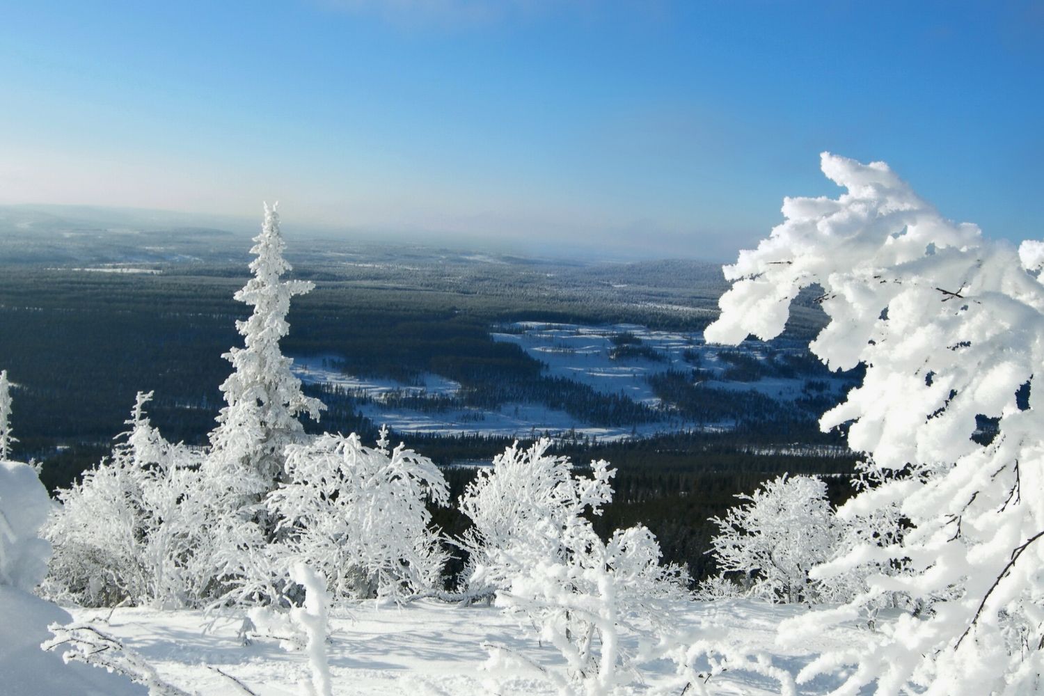 Snow Covered Trees at SkiStar Vemdalen, Sweden