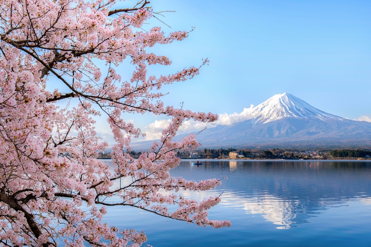 Mout Fuji With Cherry Blossoms