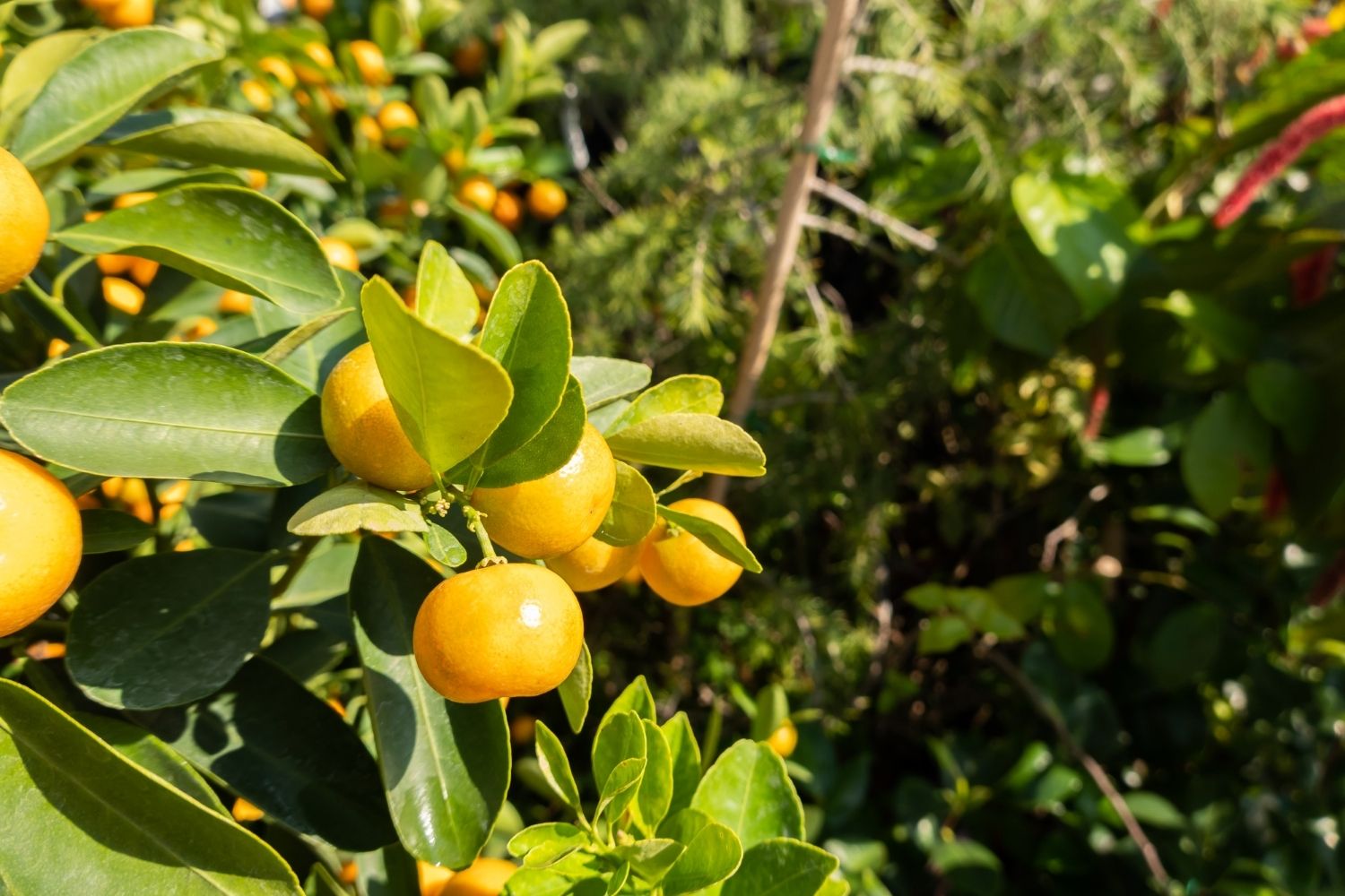 kumquat in corfu