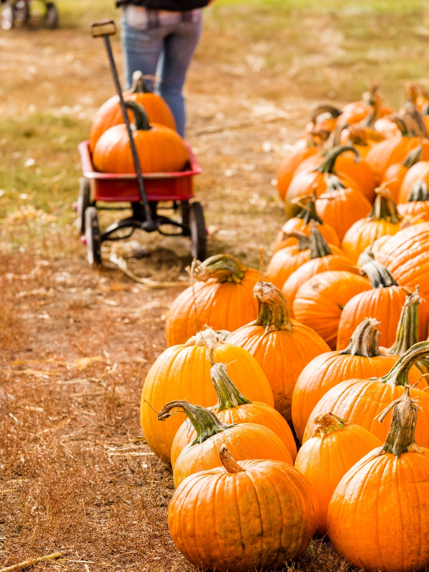 St. Johns Pumpkin Patch