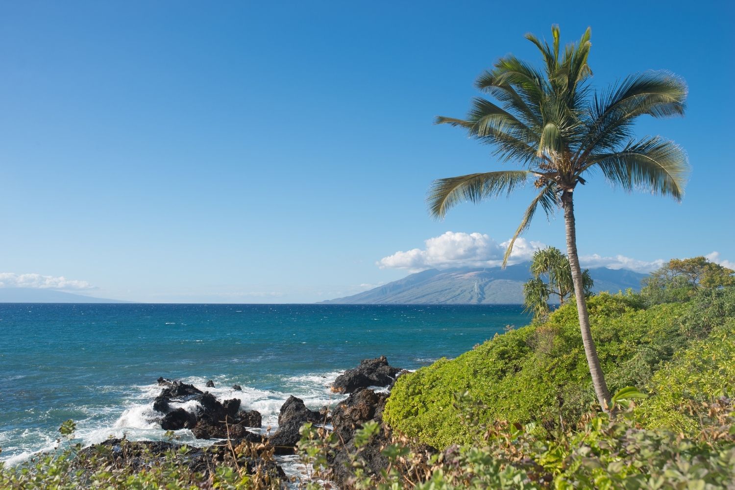 Maui Island landscape with palm tree and ocean