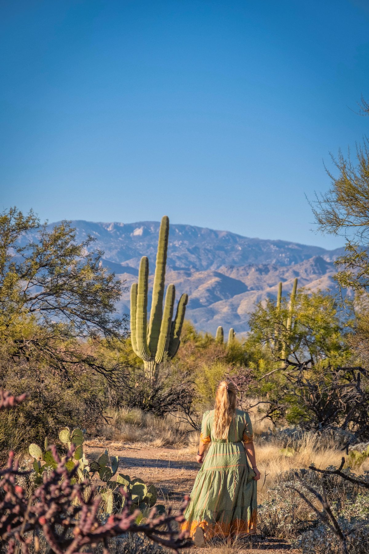 Saguaro (Best Places to Visit in November in the US)