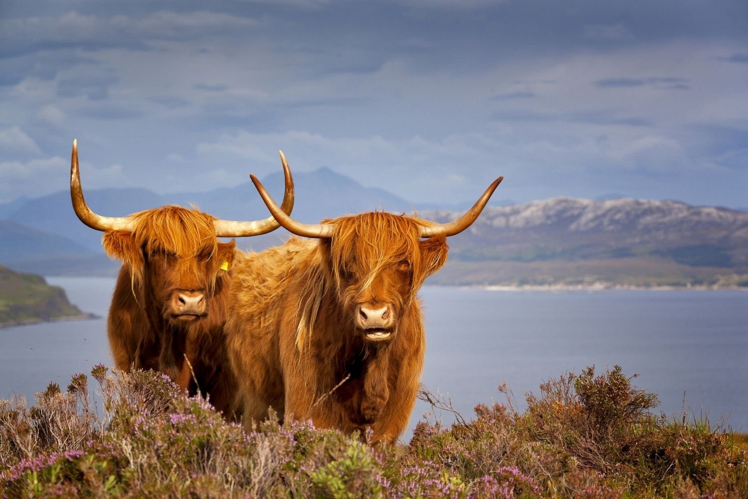 highland cows