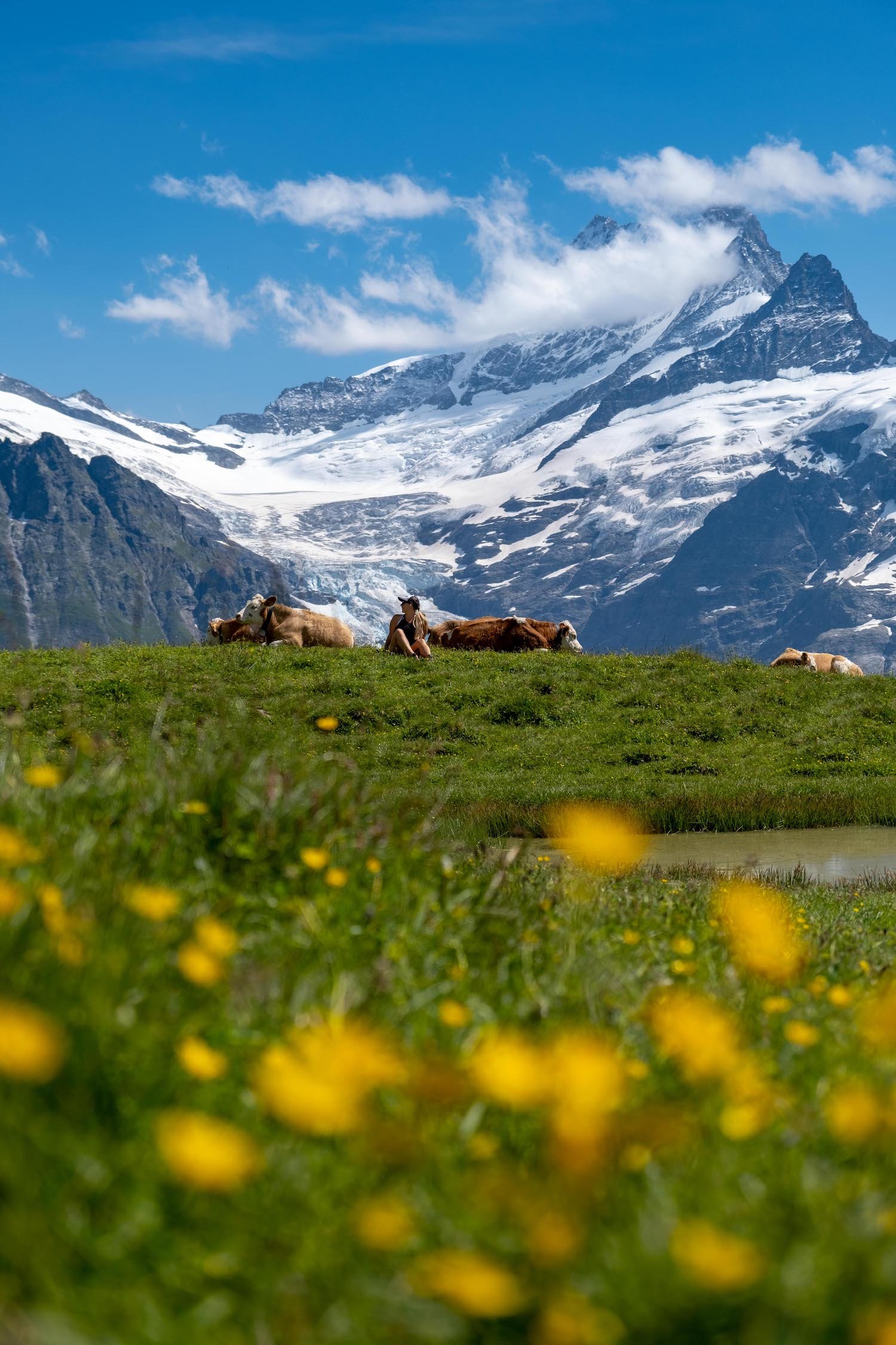 Tasha And Cows In Switzerland