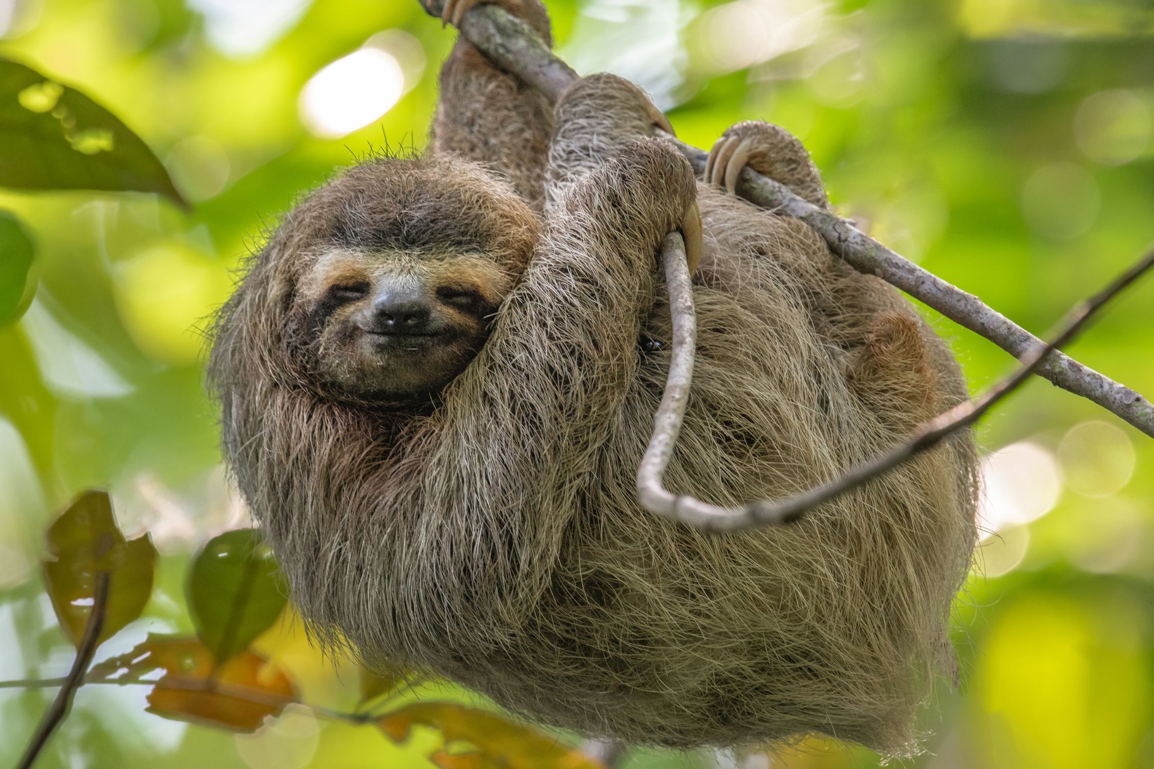 sloth in costa rica