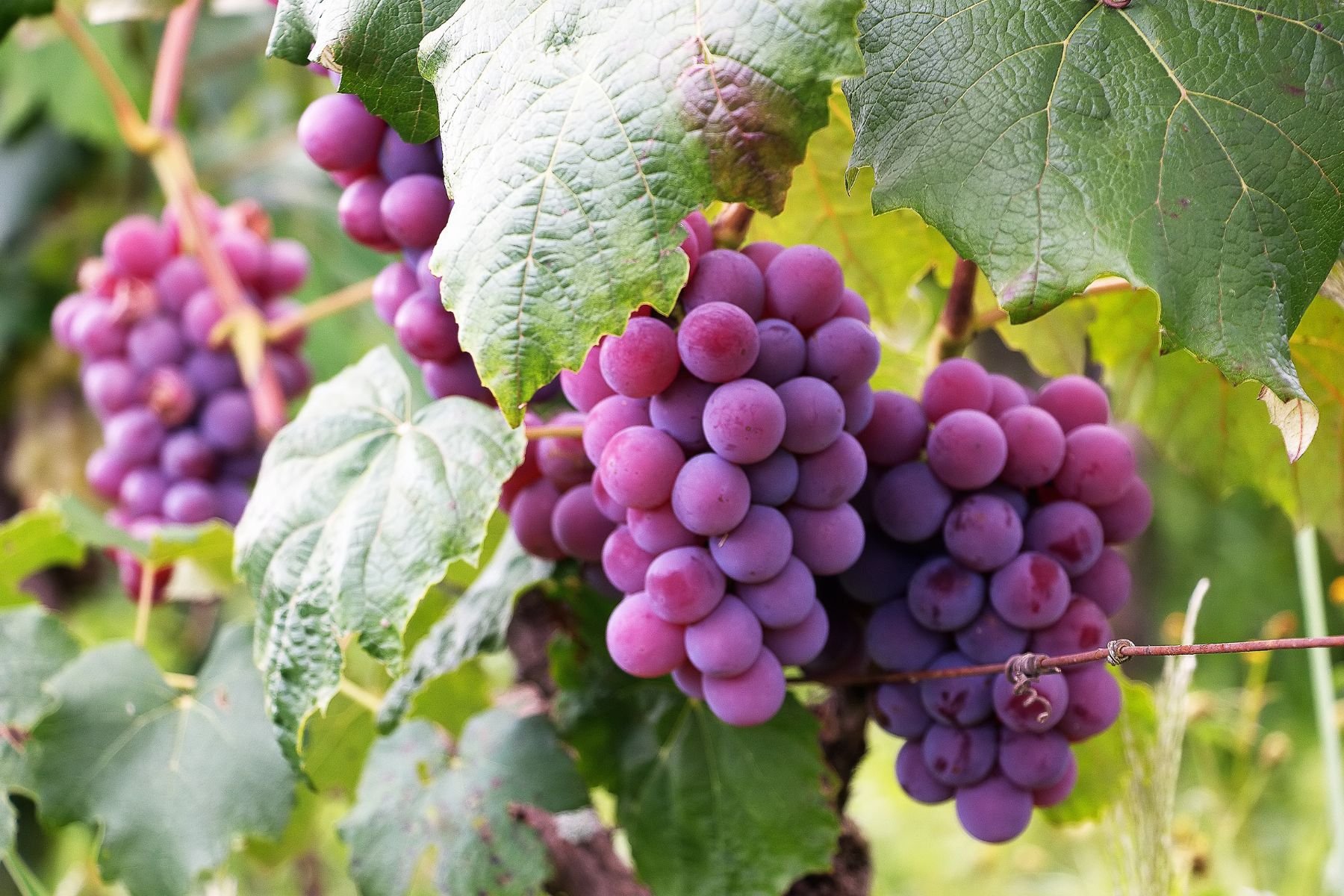 Albania is Growing Grapes Long Before Almost Everyone Else