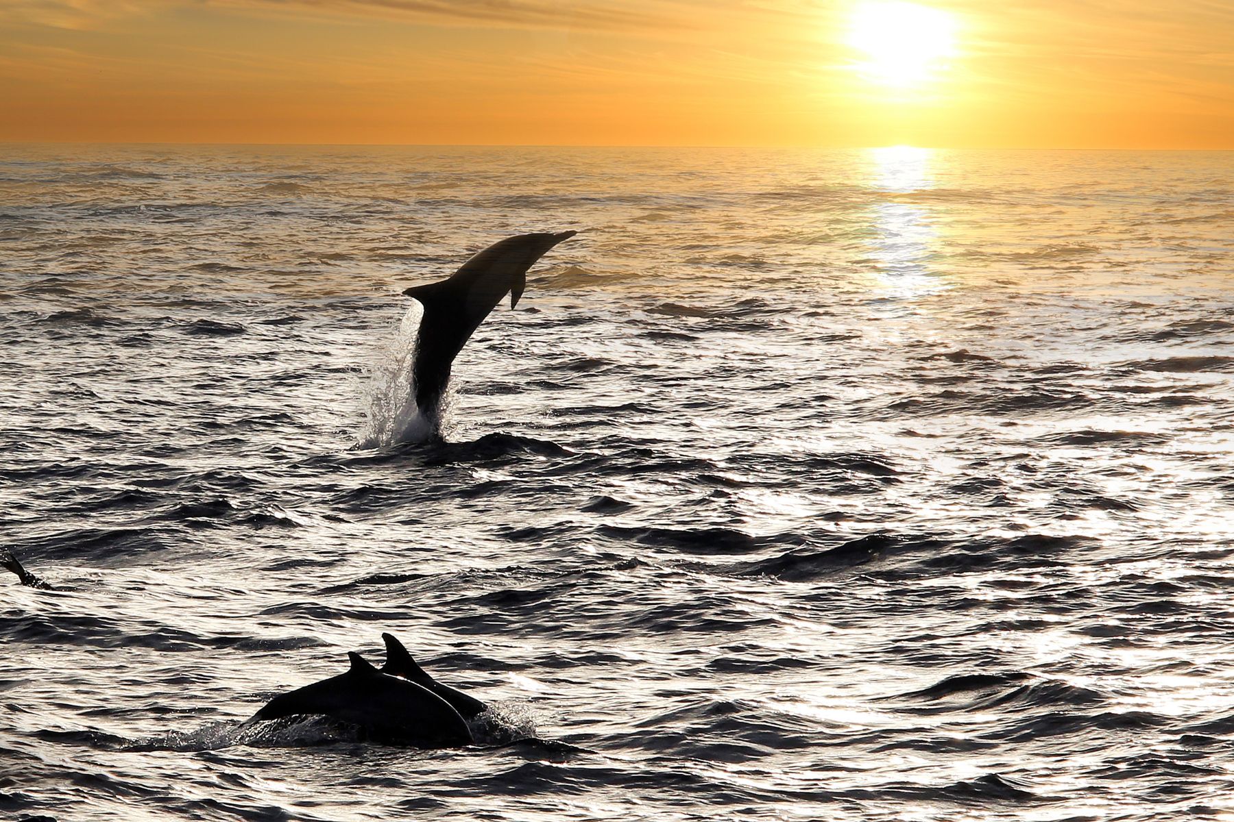 Dolphin Cruise, Alabama