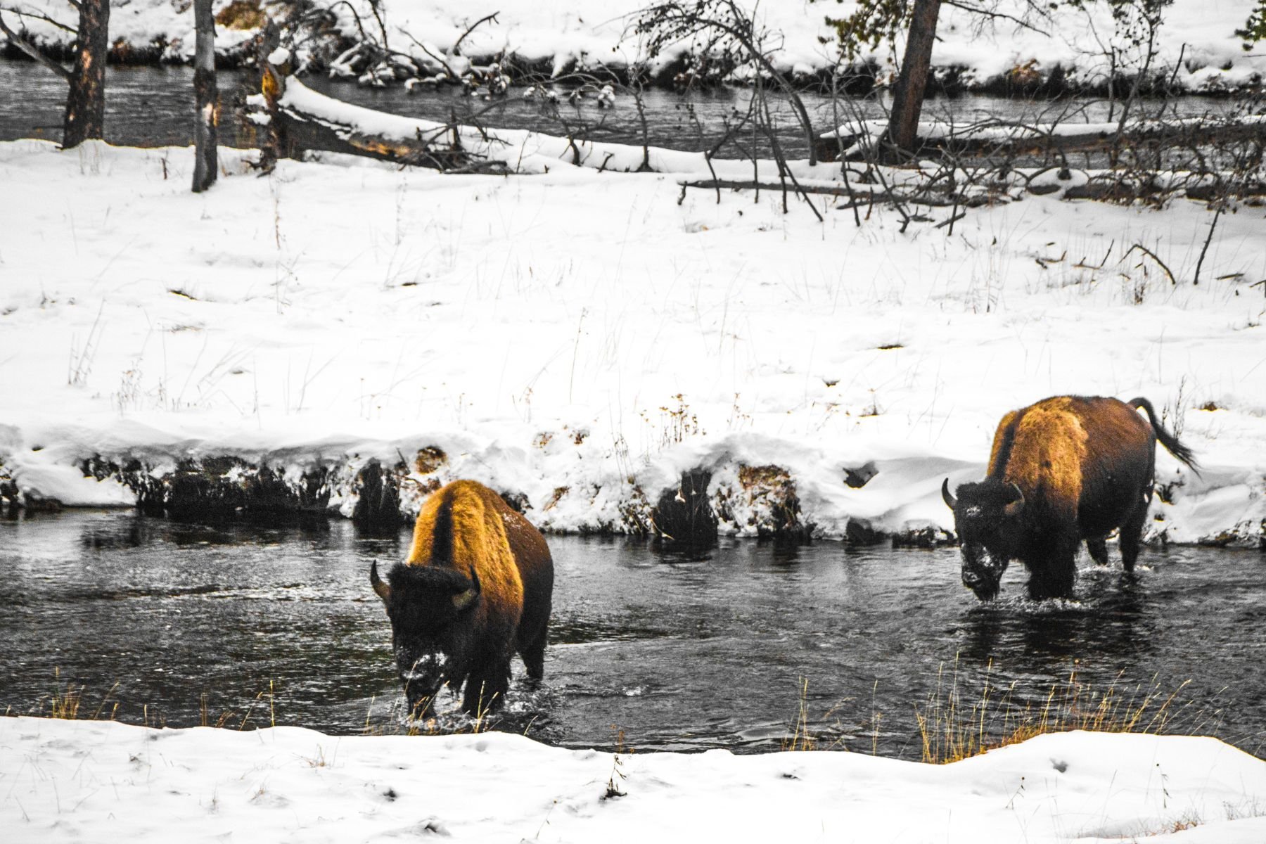 Yellowstone National Park - Wyoming 