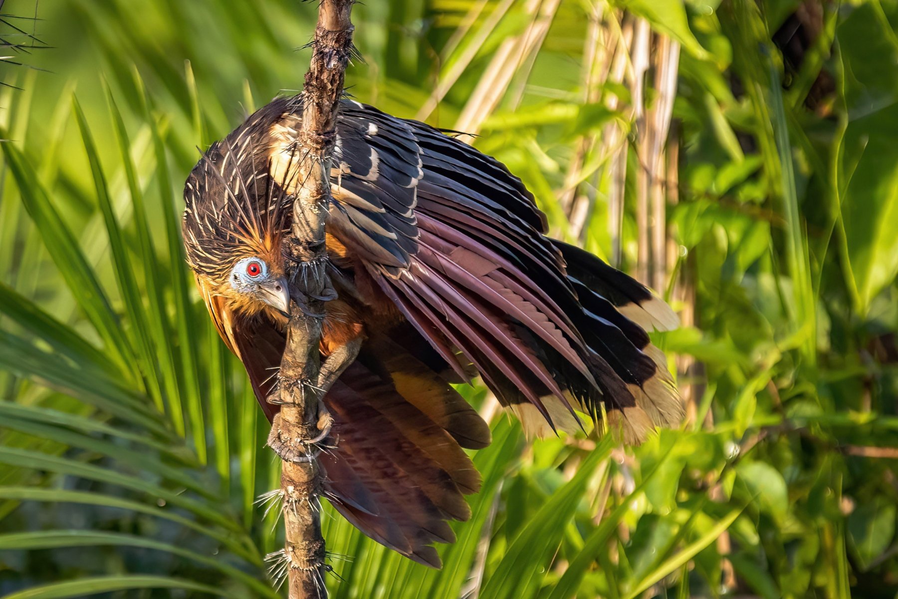 Hoatzin Bird In Bolivia