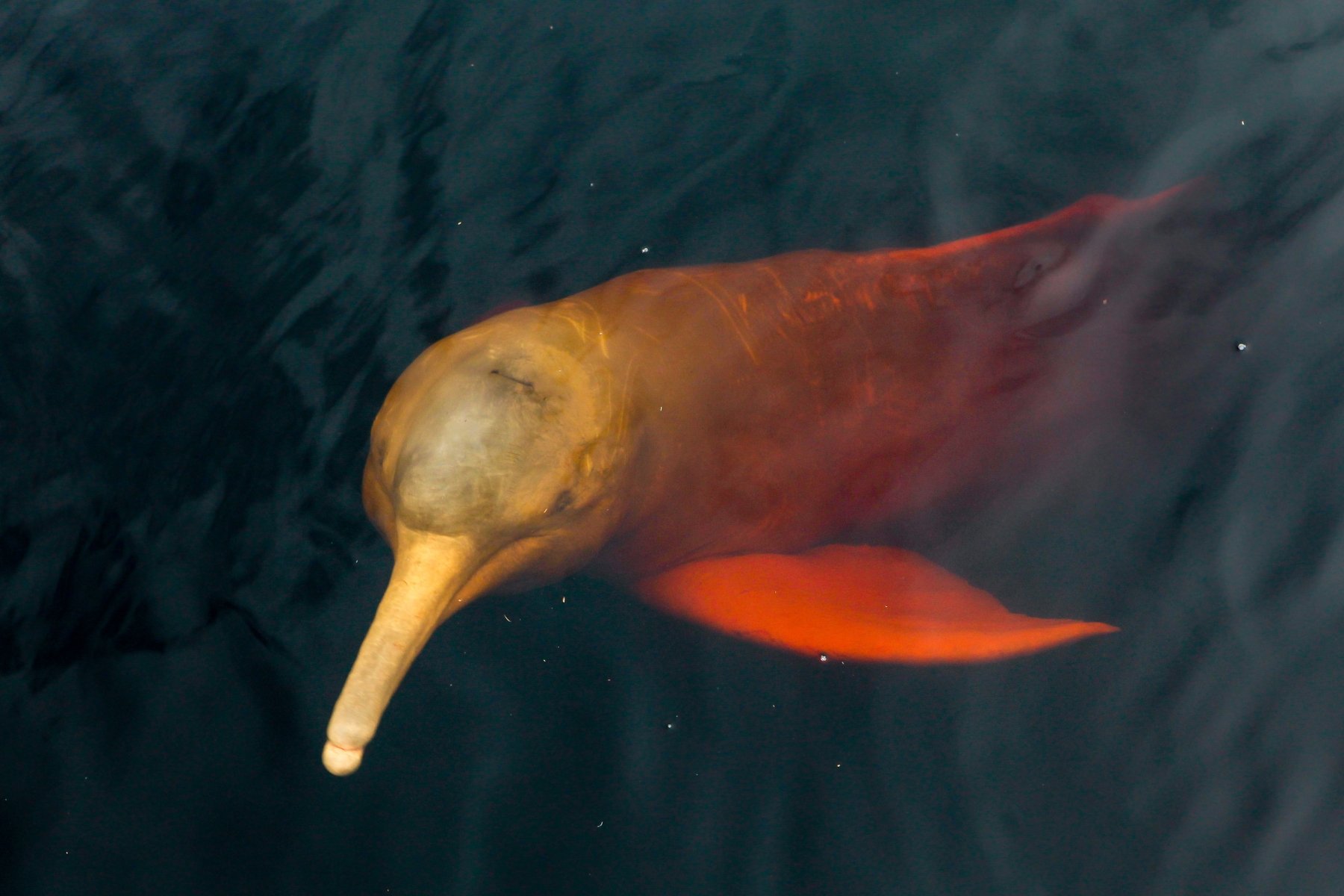 Pink Dolphin In Amazon River