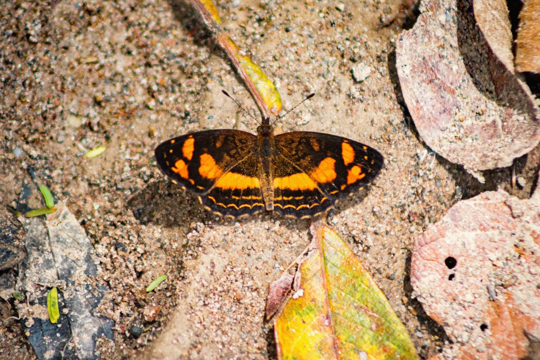 Polina Crescent Eresia Butterfly In Bolivia