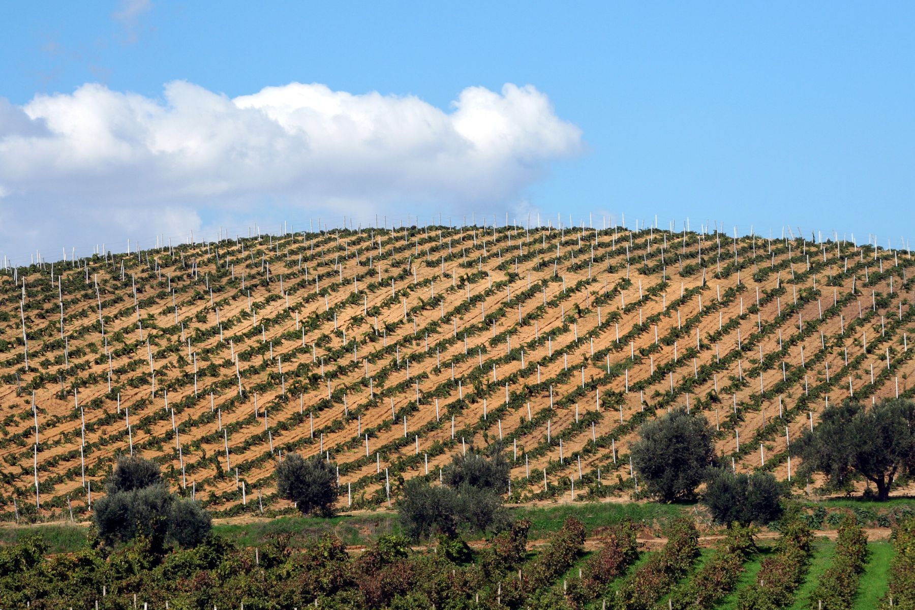 local wine in sicily