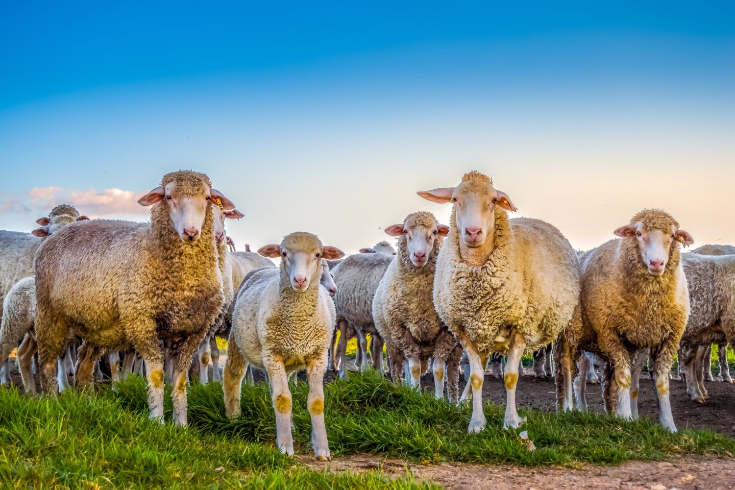 Merino Sheep