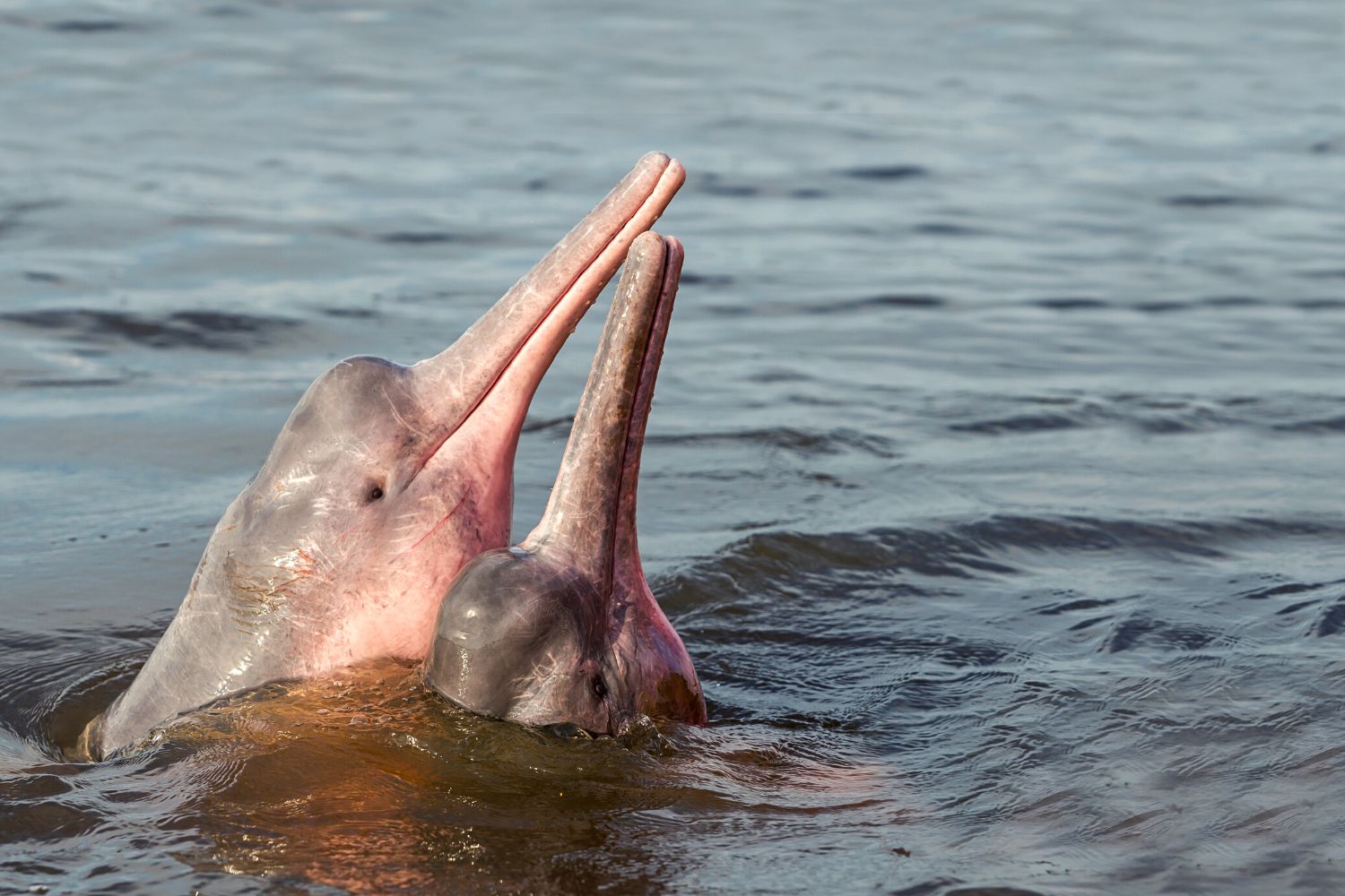 pink river dolphins 