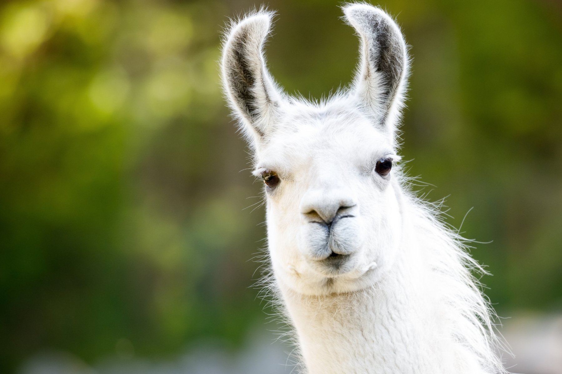 Llama Staring At Camera